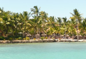 Coconut trees along the coast